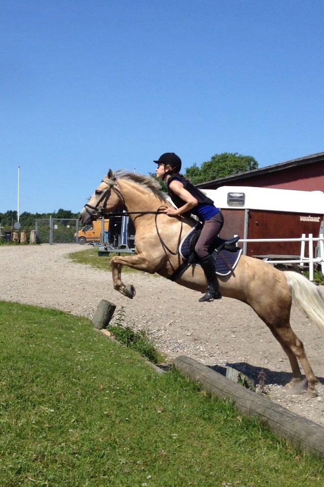 Hollandsk Sportspony Elsa (Eliza) - Lånepony billede 13