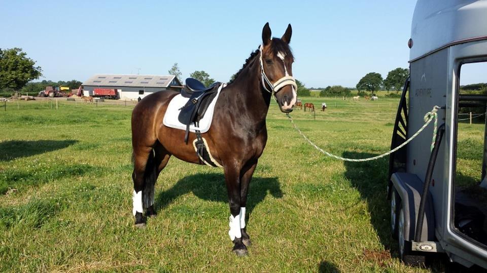 Oldenborg "Korsløkkens" Markus - Sydfyns Rideklub billede 12