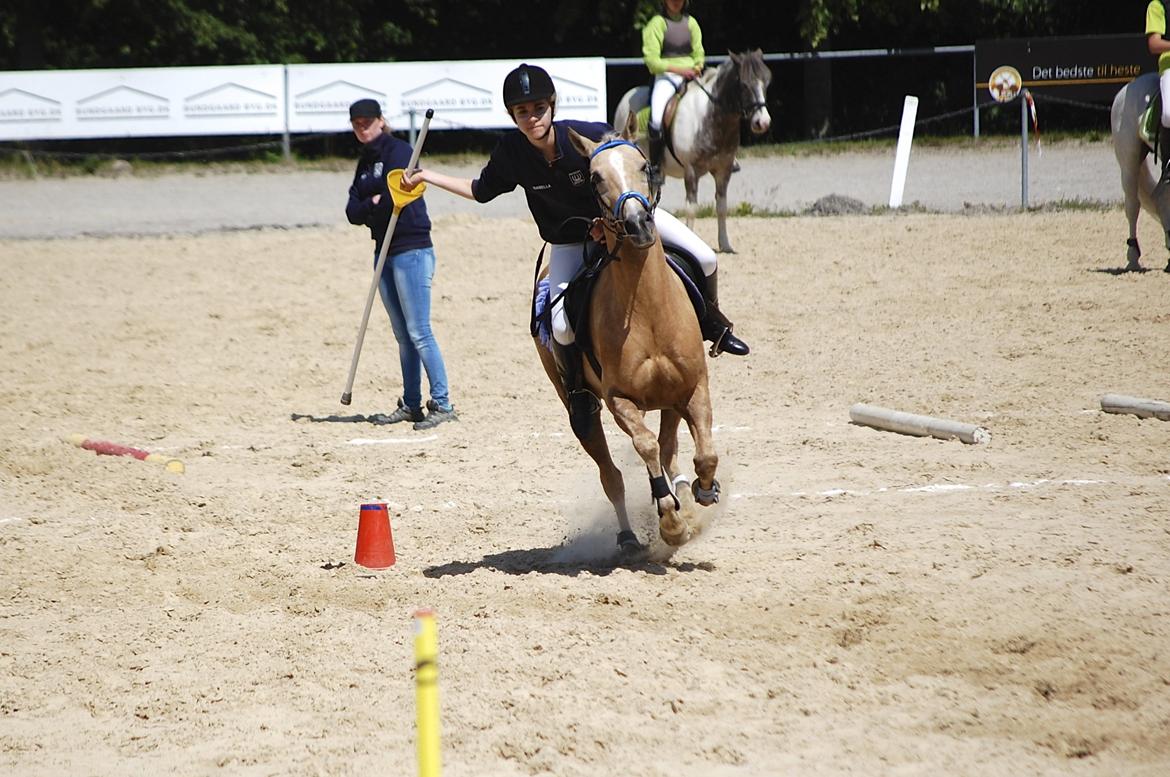 Hollandsk Sportspony Elsa (Eliza) - Lånepony - Wilhelmsborg 2013 billede 3