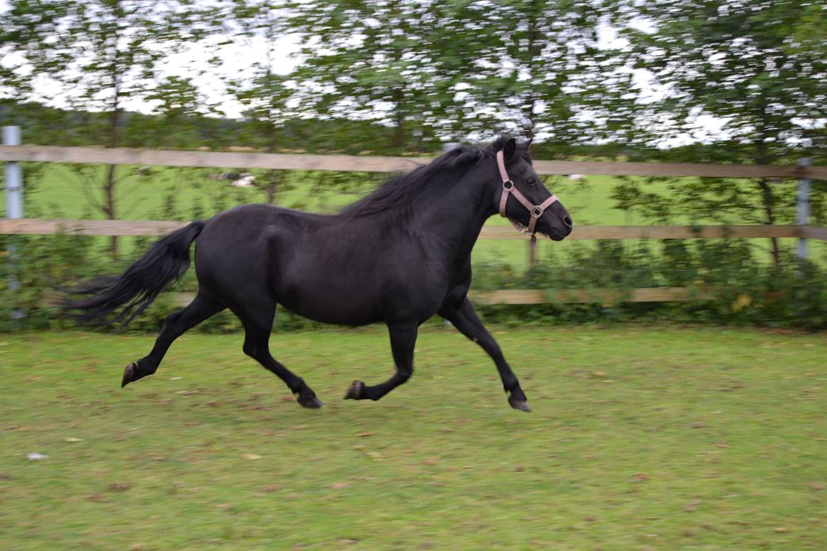 DSP Beauty - Foto: Mig billede 12