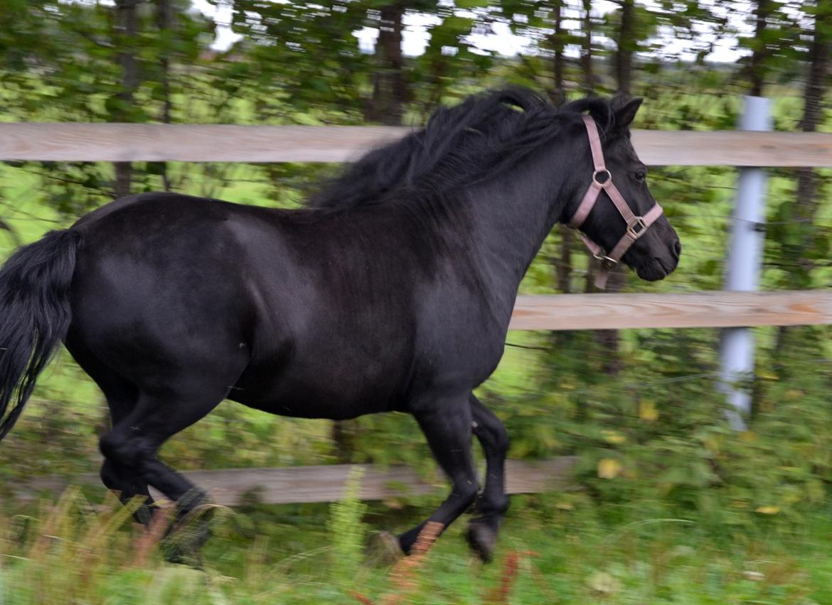 DSP Beauty - Foto: Mig billede 6