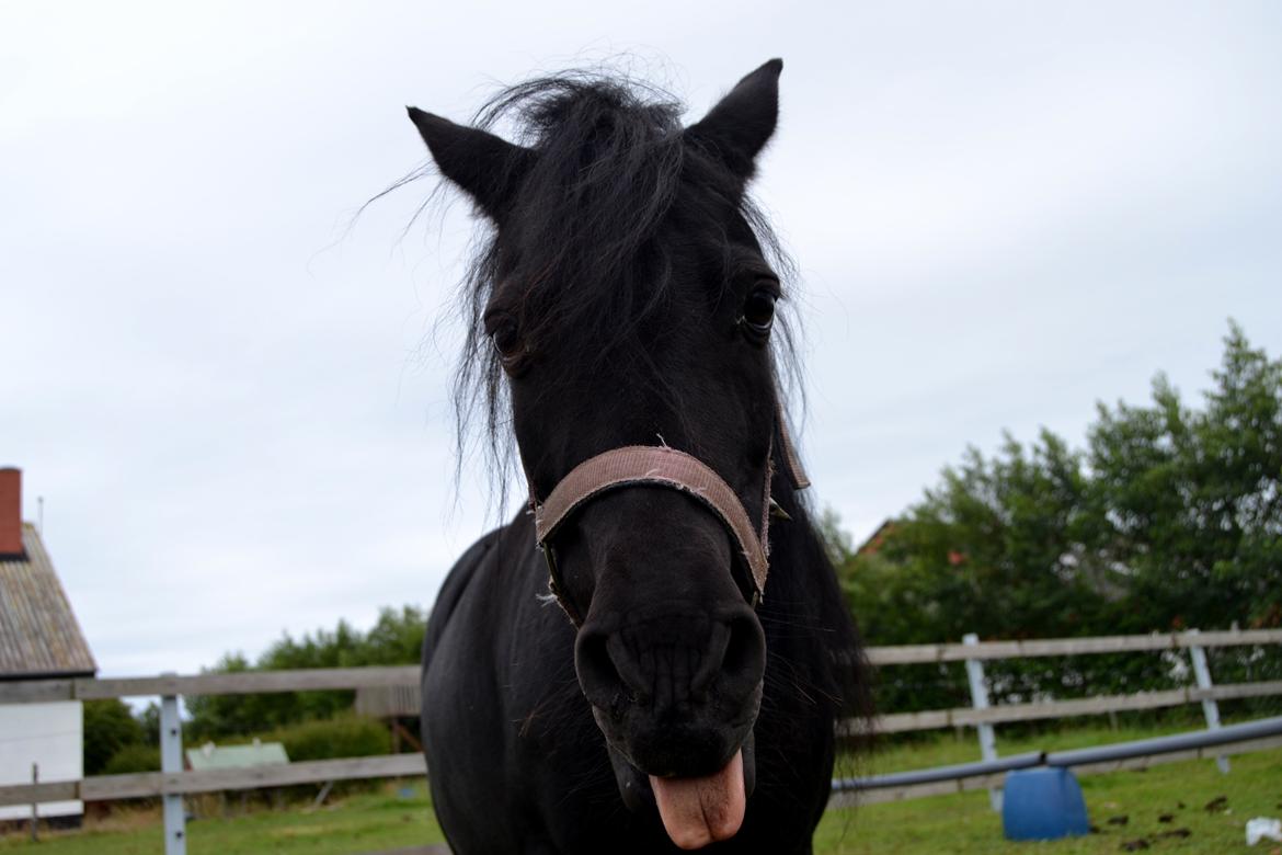 DSP Beauty - Foto: Mig billede 21