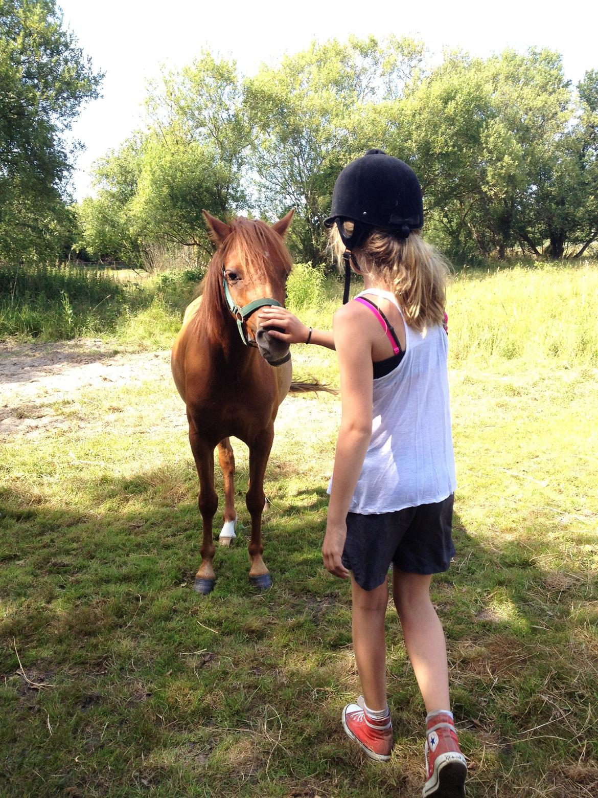 Welsh Partbred (Sec F) Laibek's First Excellence (Fister) - A Little red angel <3  billede 8