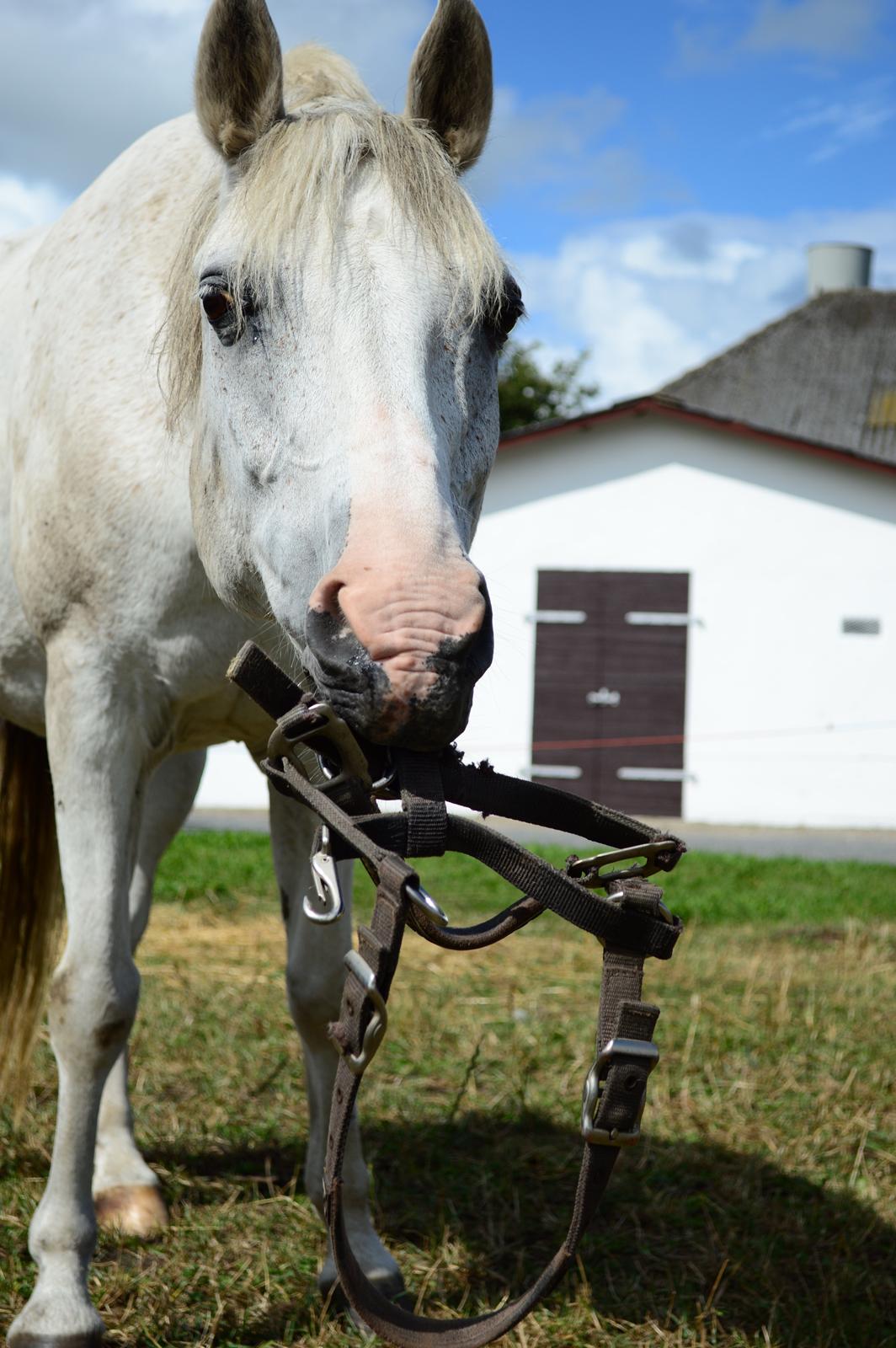 Anden særlig race Moonlight billede 12