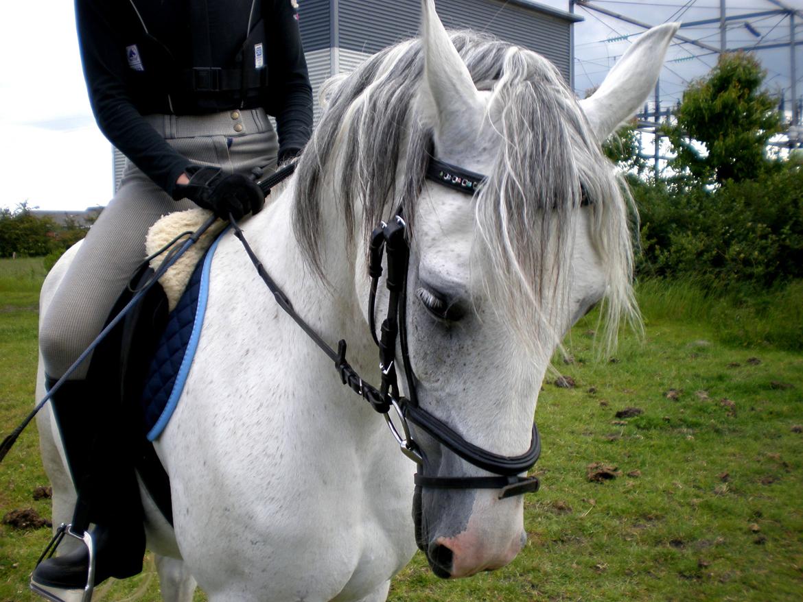 Anden særlig race Moonlight billede 20