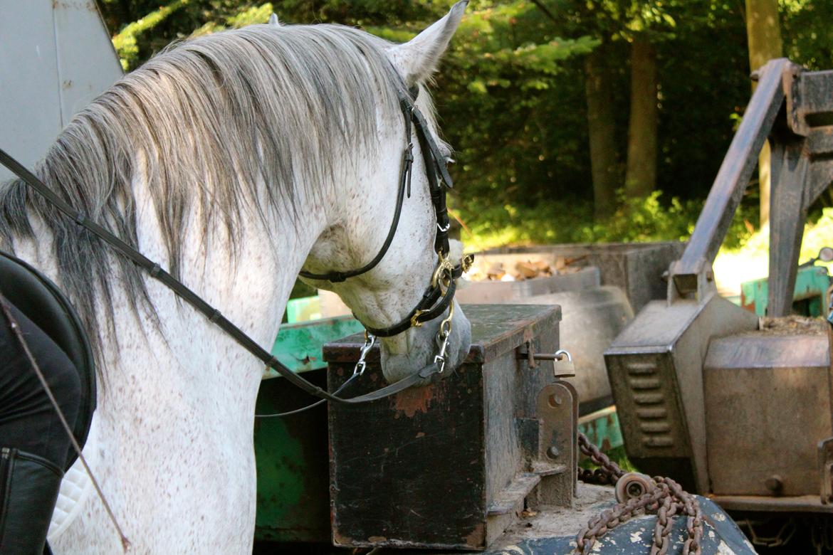 Anden særlig race Pasqual -My Unicorn- billede 43