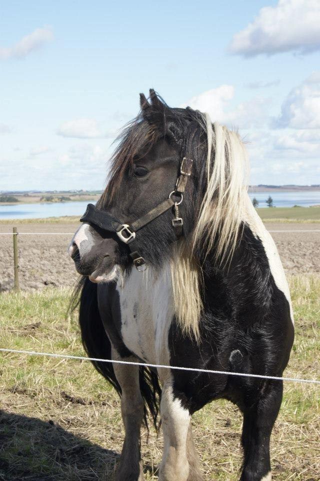 Irish Cob Blue Bell billede 12