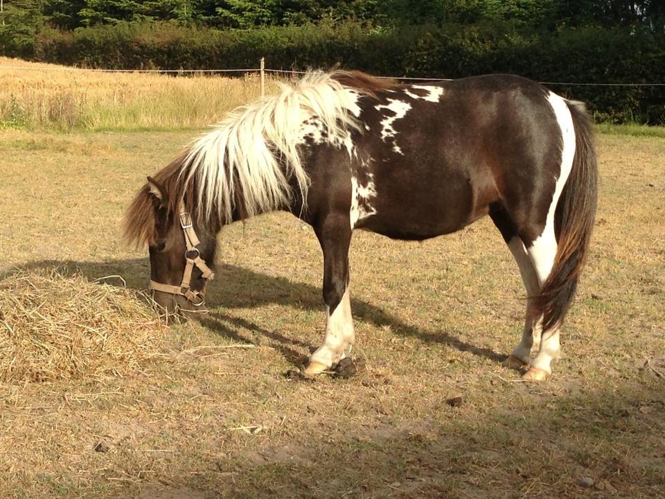 Shetlænder Molly billede 3