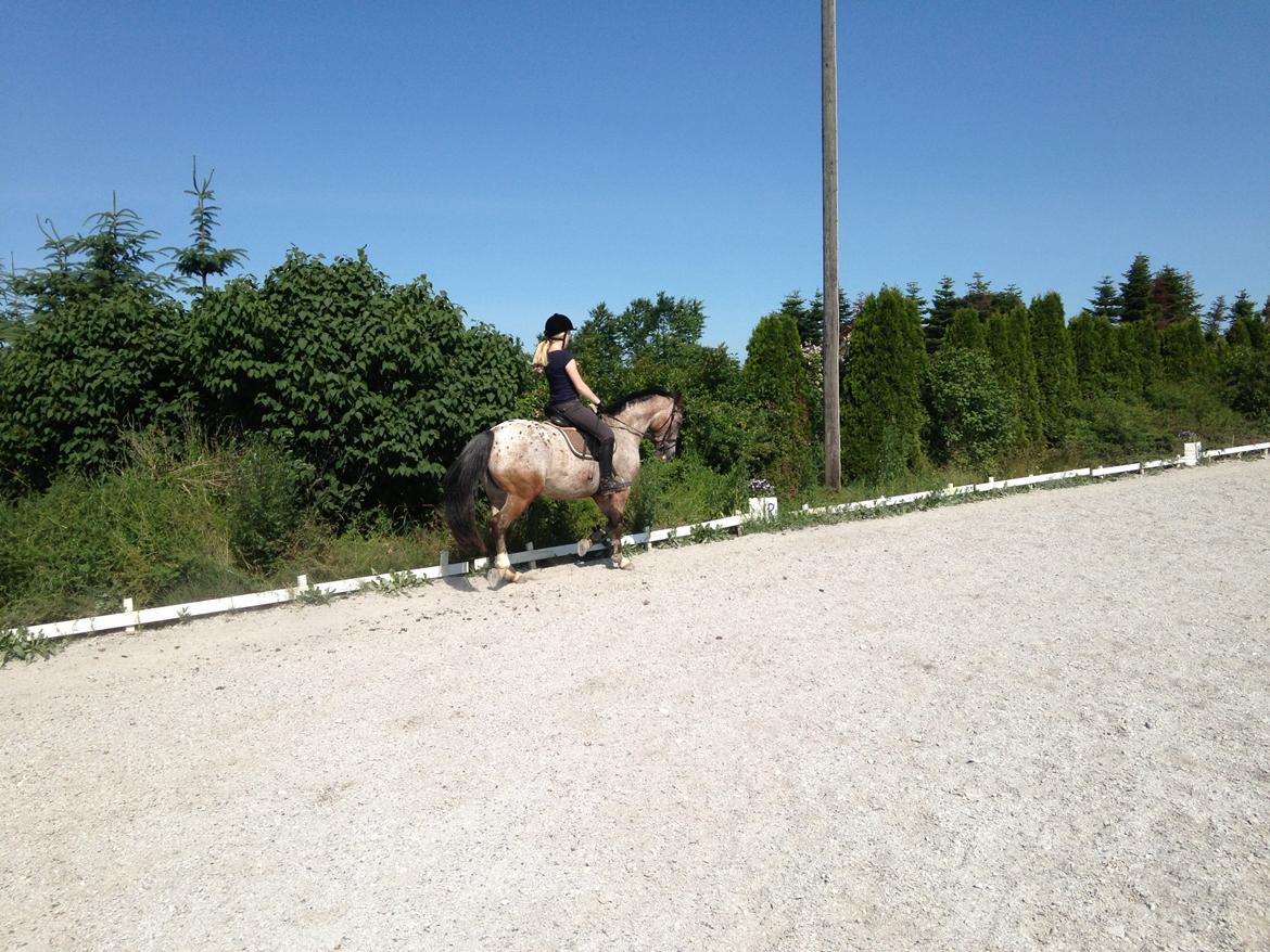 Knabstrupper Nørremarkens Maláco billede 2