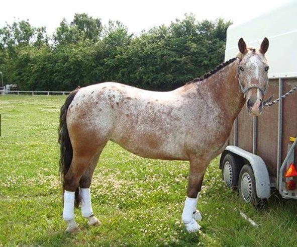 Knabstrupper Nørremarkens Maláco billede 4