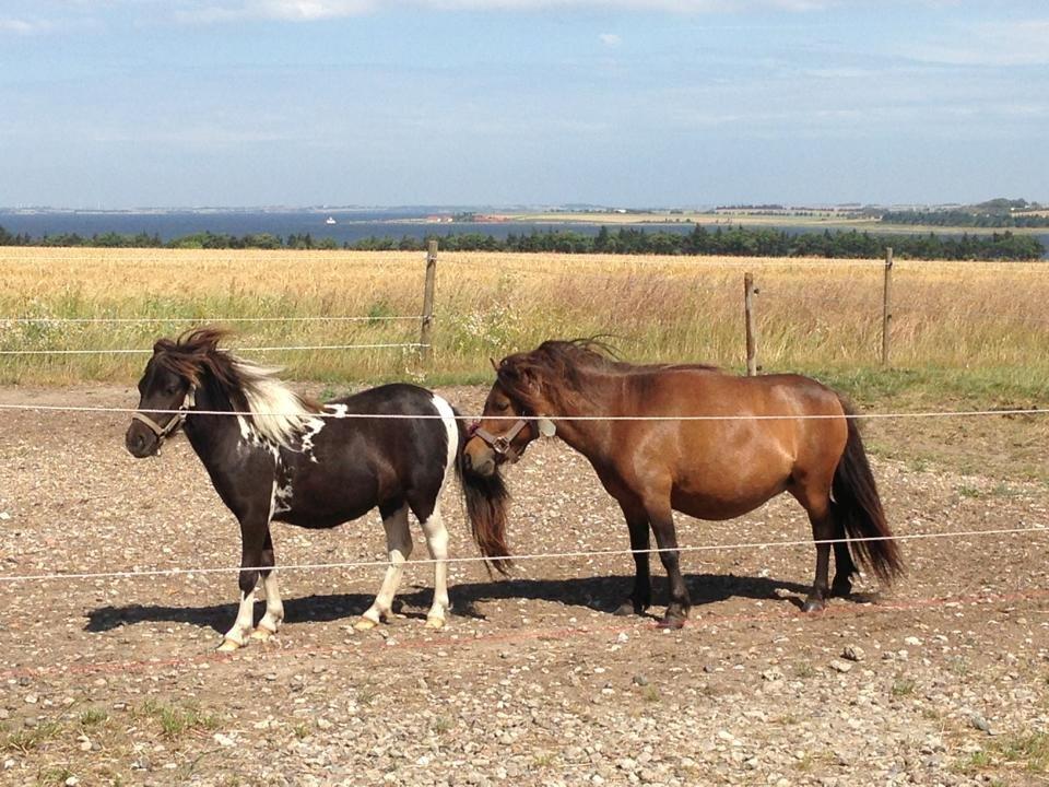 Shetlænder Molly billede 5