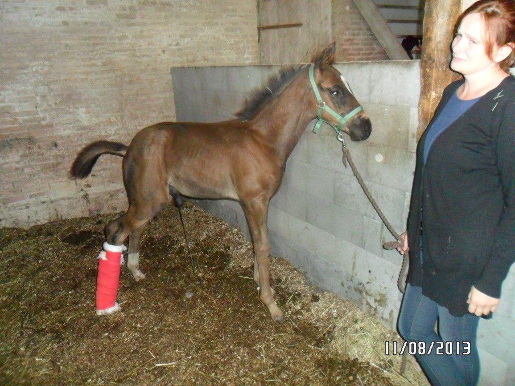 Dansk Varmblod PHB'S Hagbarth - De sidste minutter med min dreng billede 15