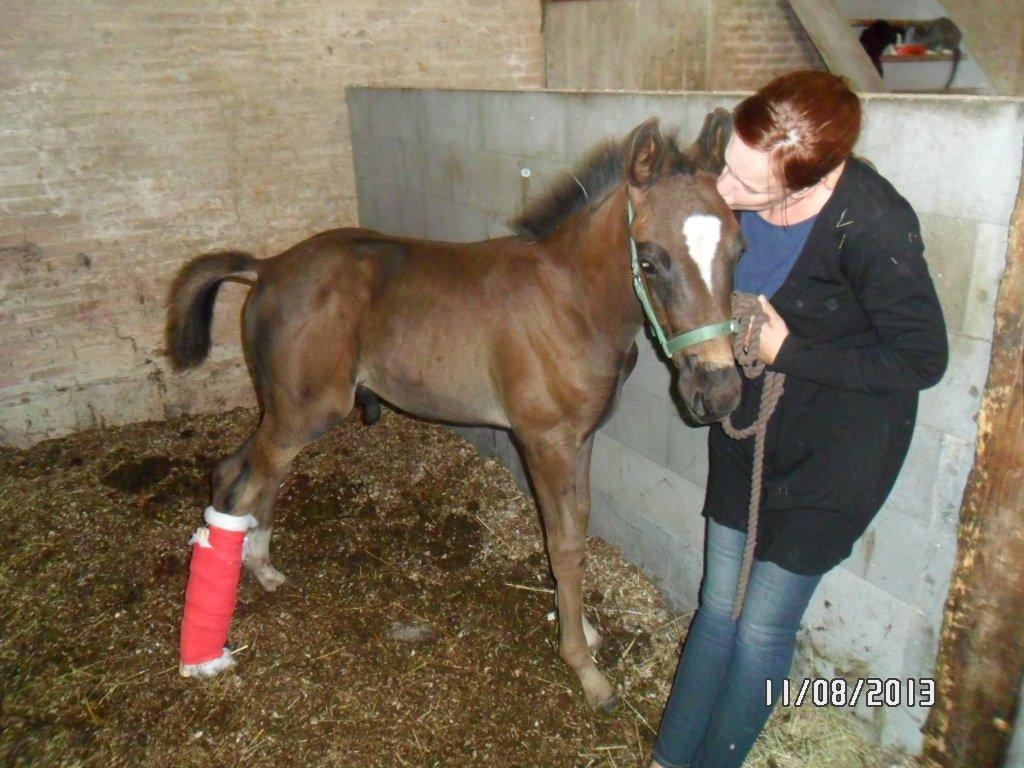 Dansk Varmblod PHB'S Hagbarth billede 16