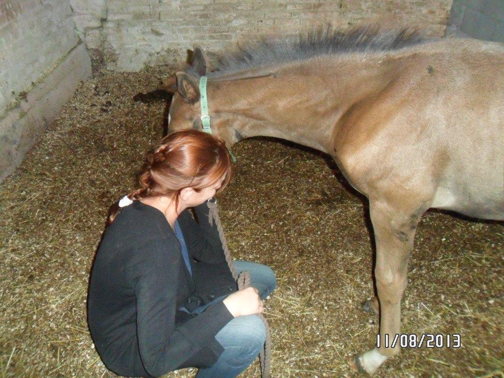 Dansk Varmblod PHB'S Hagbarth billede 17