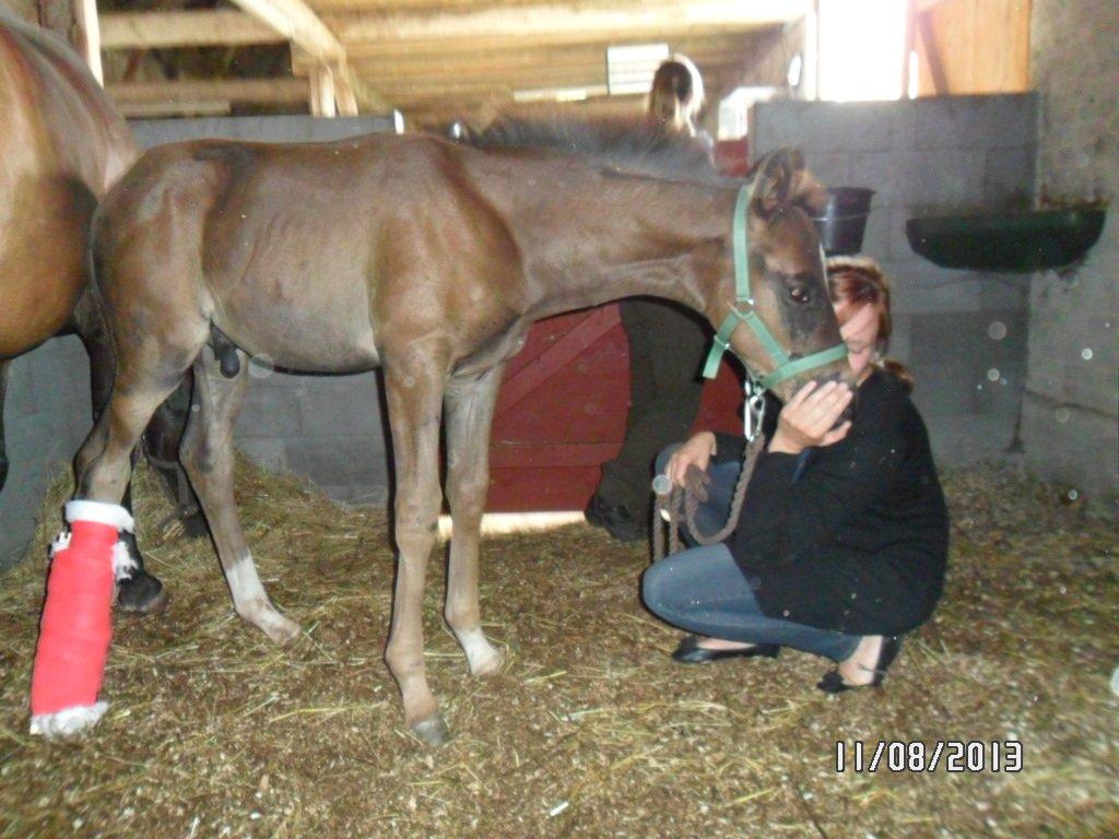 Dansk Varmblod PHB'S Hagbarth billede 18