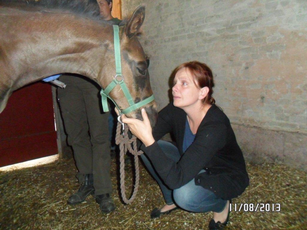 Dansk Varmblod PHB'S Hagbarth billede 19