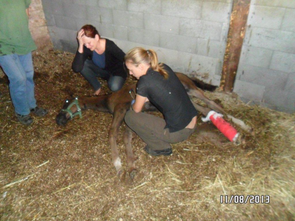 Dansk Varmblod PHB'S Hagbarth - Nu er du ikke mere min smukke dreng, jeg vil savne dig for altid <3 billede 20