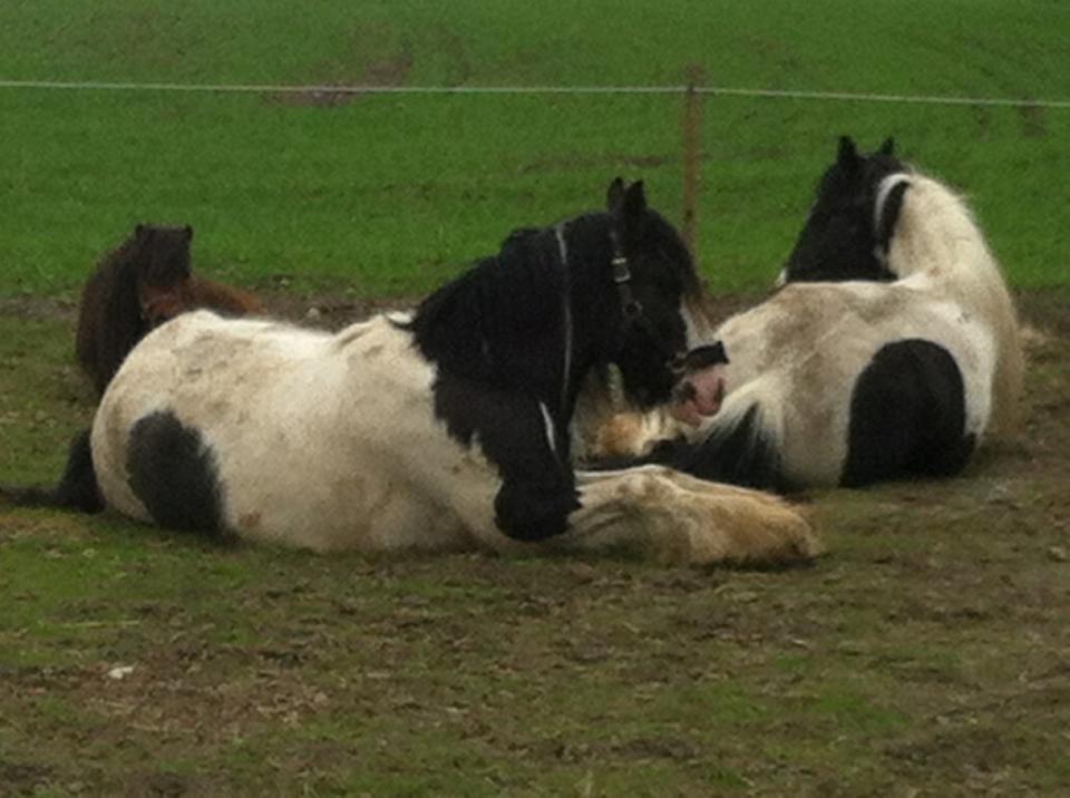 Irish Cob Schakesspeer billede 2