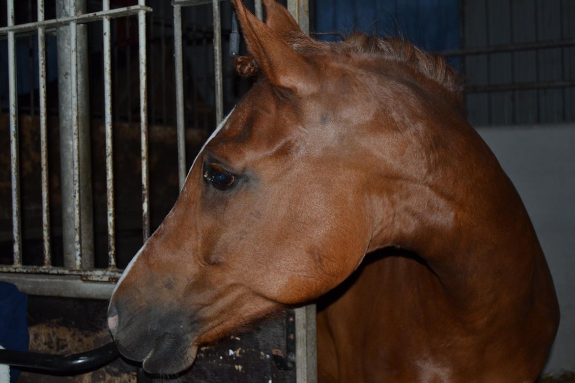 DSP Luanda billede 11