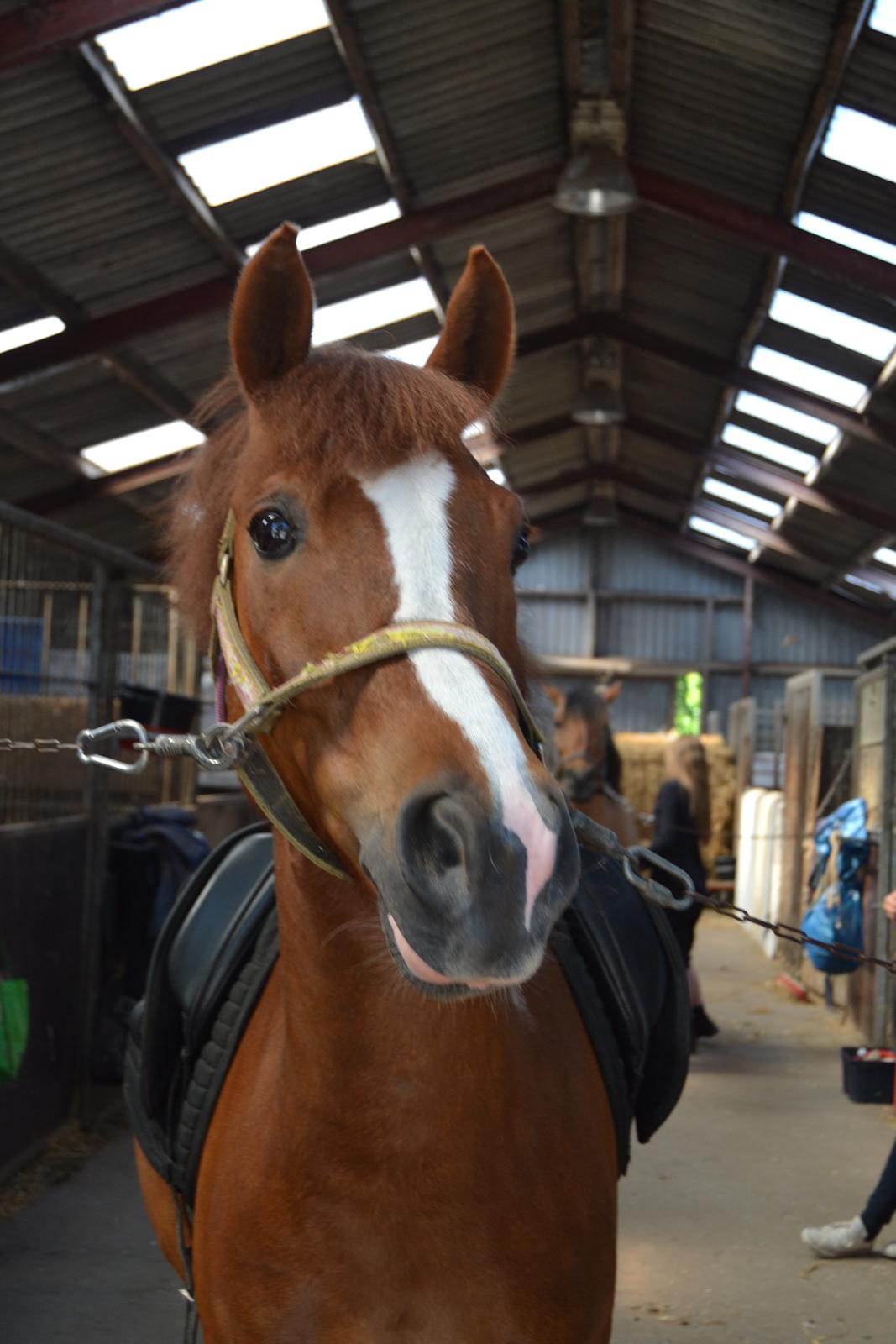 DSP Luanda billede 7