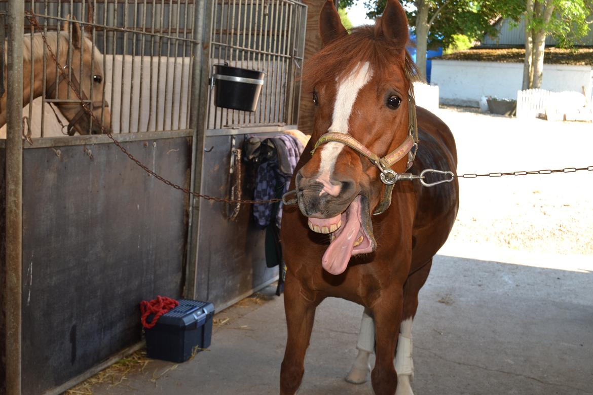 DSP Luanda billede 8