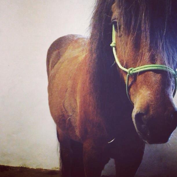 Islænder Stormur Fra Hvolbæk *Hvil I Fred* billede 7