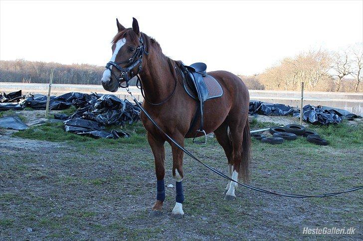 Dansk Varmblod Engeplet Charmeur <3 *Vildhesten* - Under tilridningen <3 Taget af den dejlige Camilla!<3 billede 30