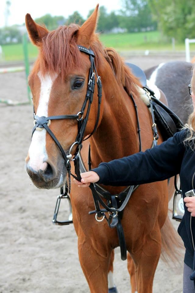 Dansk Varmblod Engeplet Charmeur <3 *Vildhesten* - Marie der holder min super vilde hypper :D Hehe <3
Taget af Hartwigsen Photography billede 33