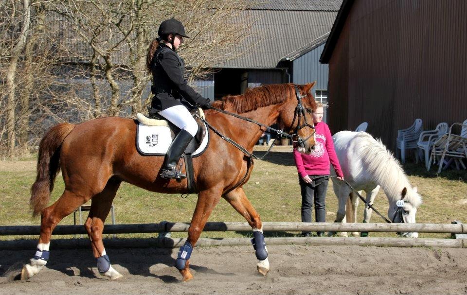 Dansk Varmblod Engeplet Charmeur <3 *Vildhesten* - Opvarmning til klubmesterskaberne på LAR, hvor vi vandt <3 billede 42