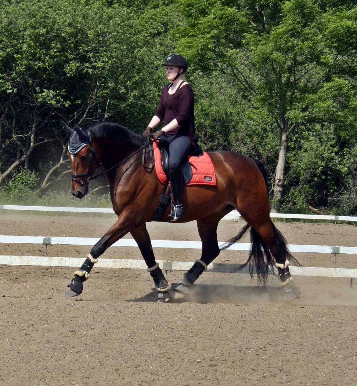 Dansk Varmblod First Move A.B. billede 9