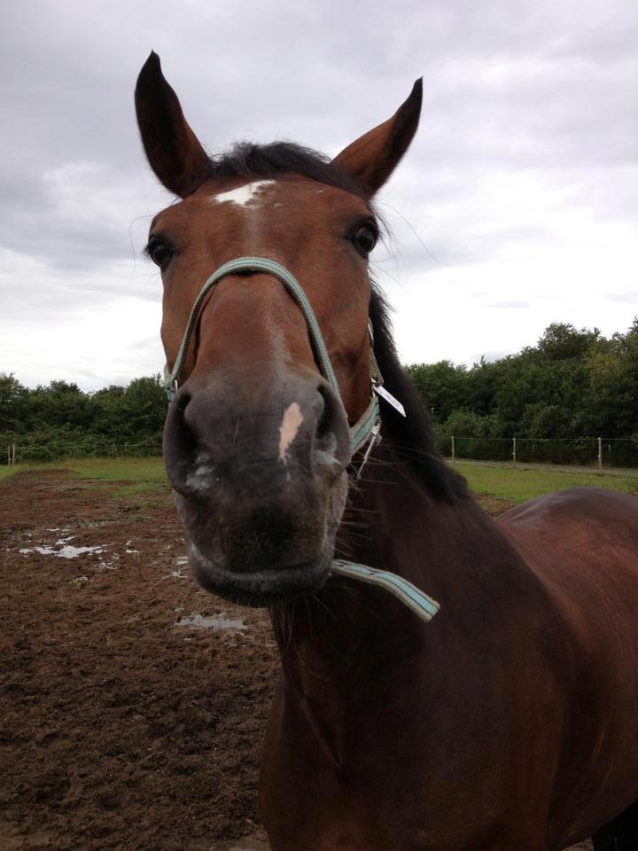 Dansk Varmblod First Move A.B. - Charmetrolden! ;-) billede 10