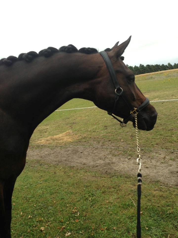 Dansk Varmblod Nitouche af sulsted billede 2