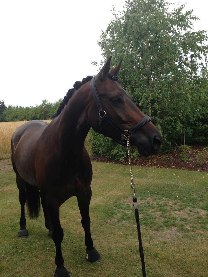 Dansk Varmblod Nitouche af sulsted billede 16