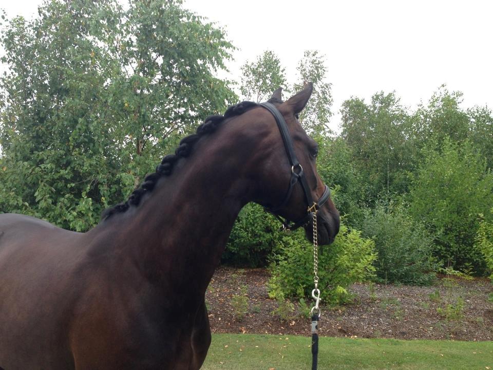 Dansk Varmblod Nitouche af sulsted billede 17