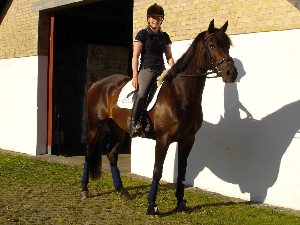 Dansk Varmblod Nitouche af sulsted billede 18