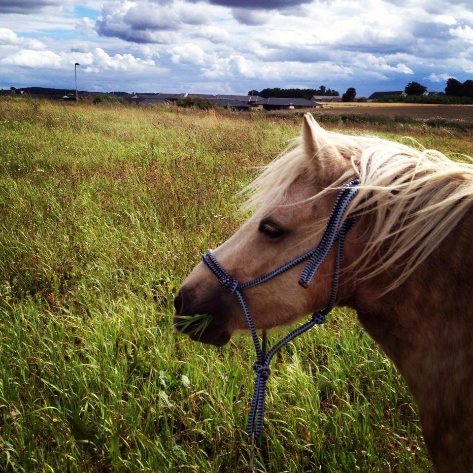 Welsh Partbred (Sec F) Stendalsgaards Golden - Billede fra vores første gåtur <3 billede 18