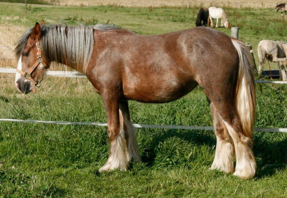 Irish Cob Tine's goldy billede 1