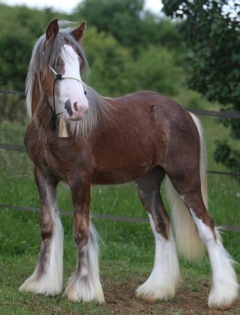 Irish Cob Tine's goldy billede 2