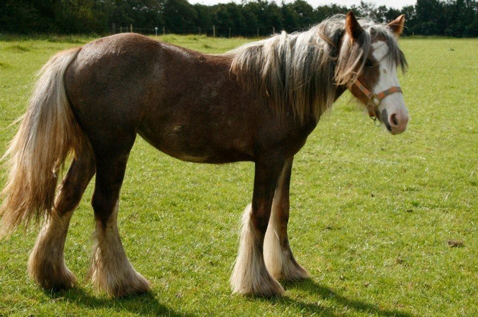 Irish Cob Tine's goldy billede 3