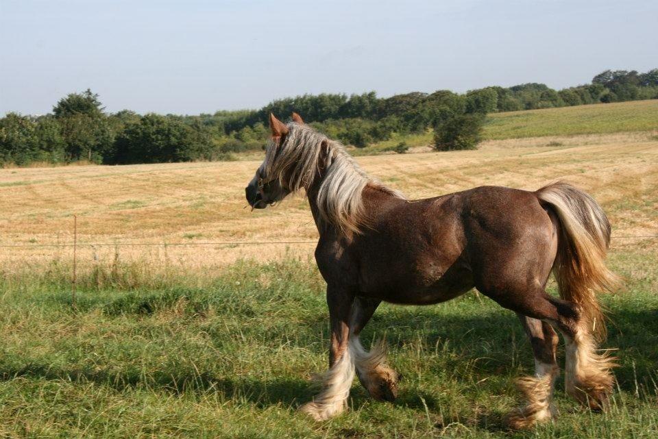 Irish Cob Tine's goldy billede 5