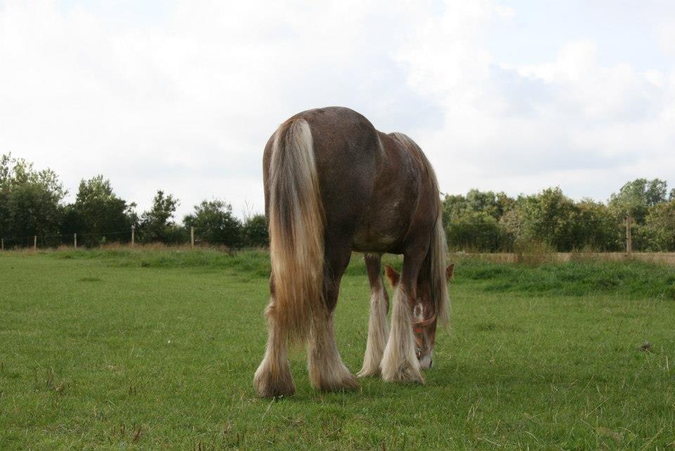 Irish Cob Tine's goldy billede 6