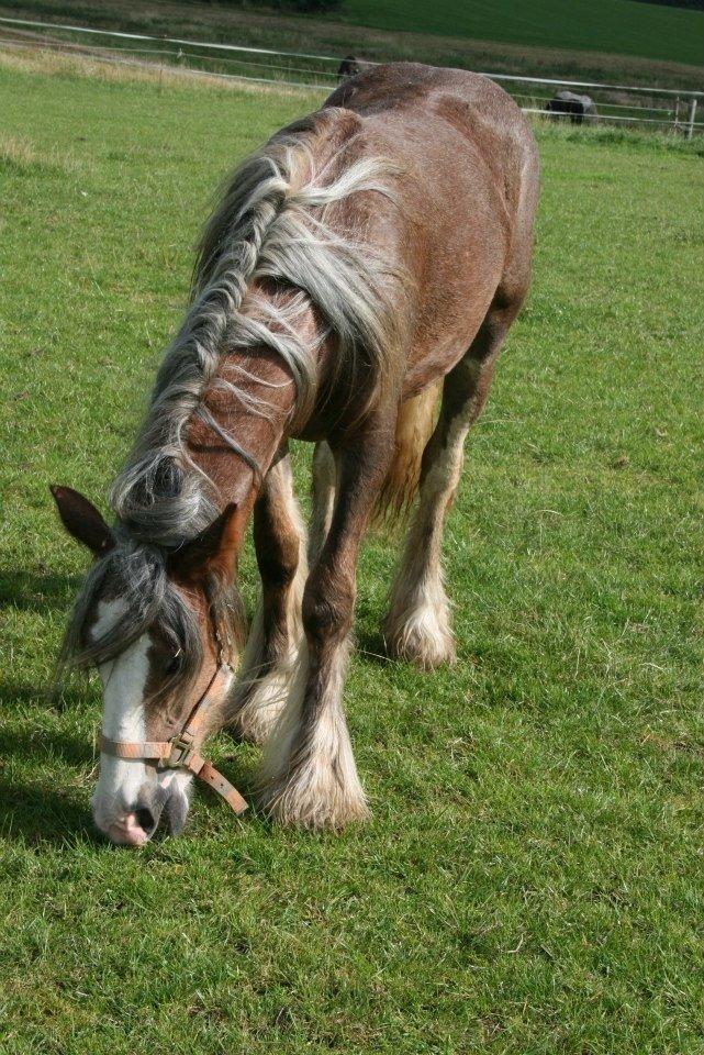 Irish Cob Tine's goldy billede 7