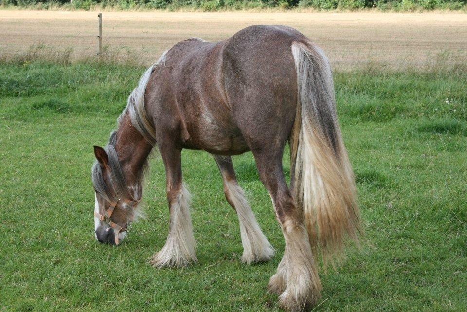 Irish Cob Tine's goldy billede 8