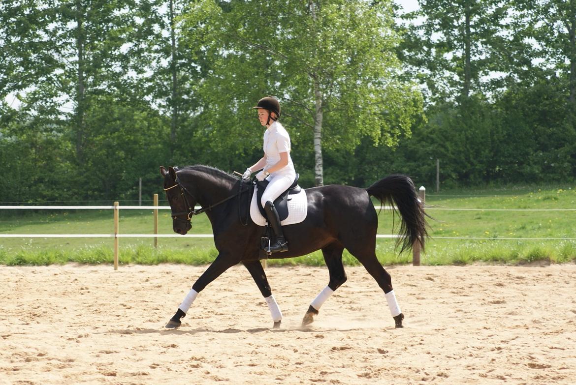 Hannoveraner Charilida billede 17