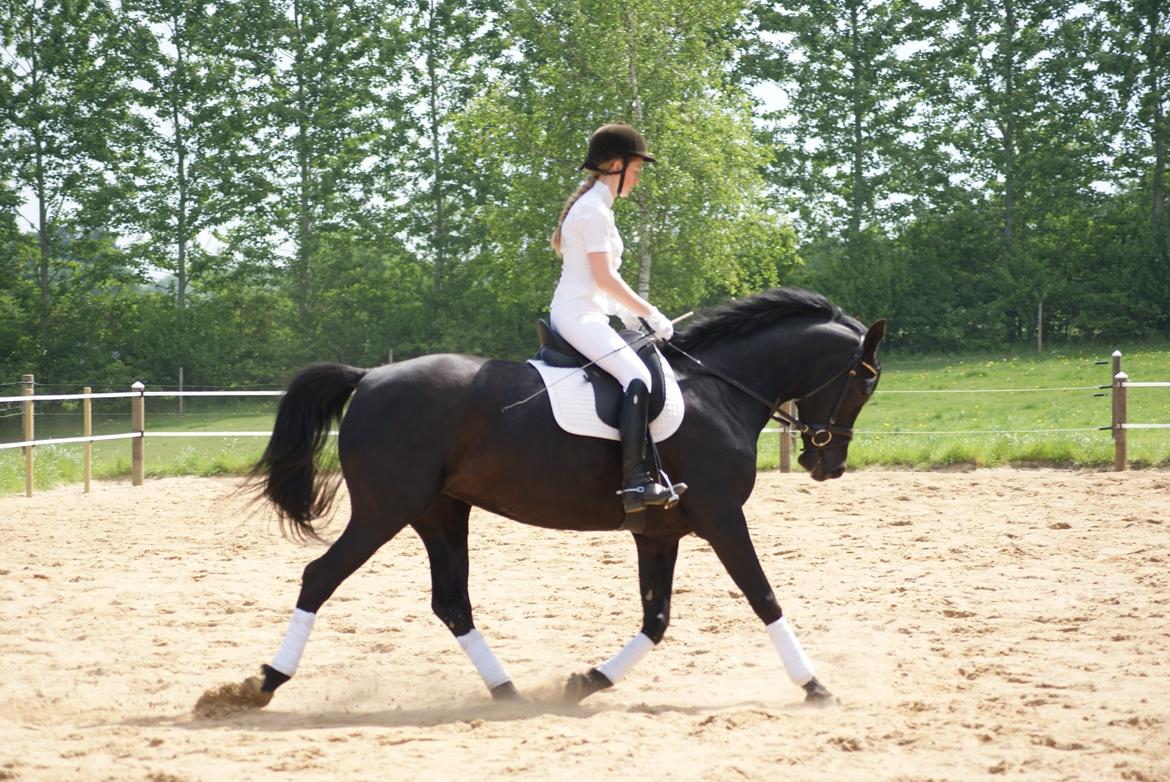 Hannoveraner Charilida billede 18