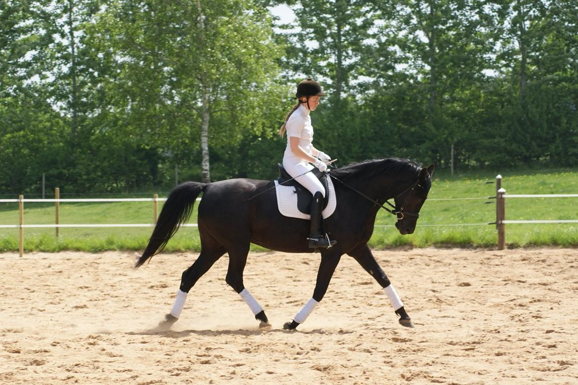 Hannoveraner Charilida billede 19