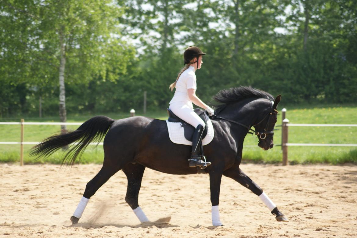 Hannoveraner Charilida billede 20