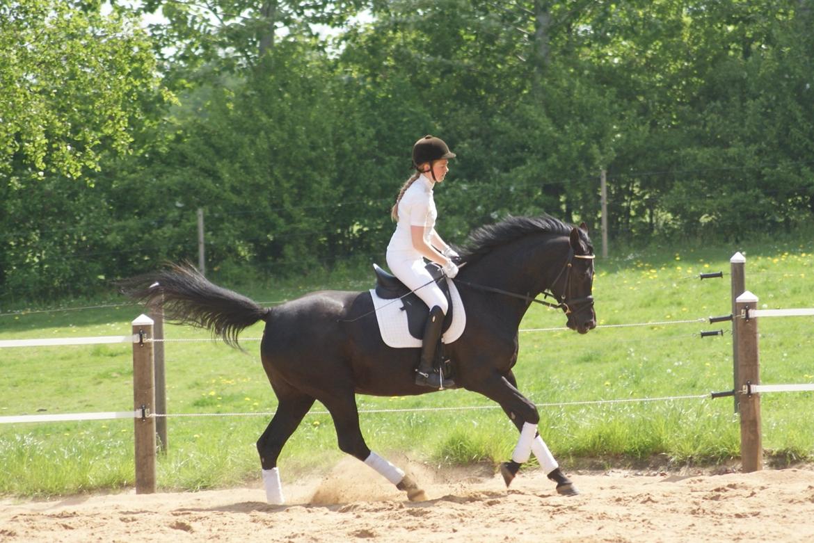 Hannoveraner Charilida billede 21