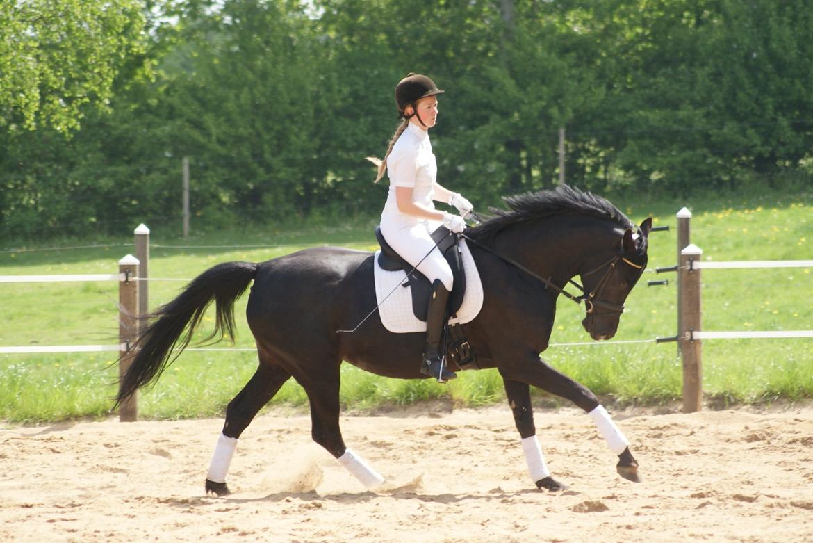 Hannoveraner Charilida billede 22