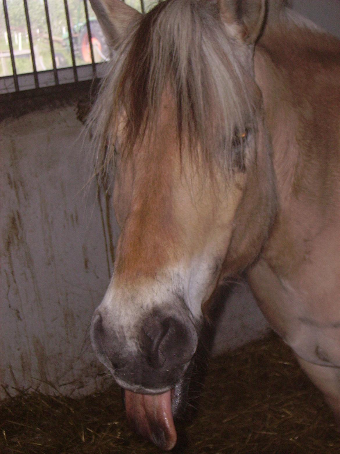 Fjordhest Luffe billede 22